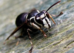 Bald Faced Hornet sitting on wood surface