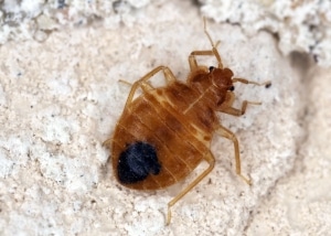 Close up of a bed bug on a stone surface