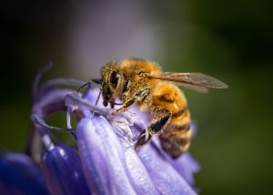 Bee on a purple flower covered in pollen