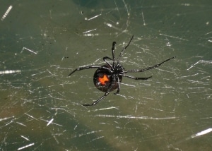 Black Widow spider crawling in a web