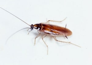 Brown Banded Cockroach profile view