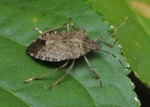 Brown Marmorated Stink Bug on a a green leaf