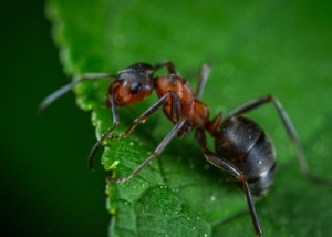 Carpenter Ant on the edge of a green leaf