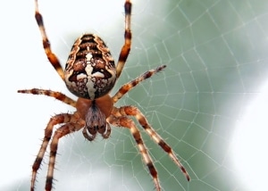 Garden spider in its web