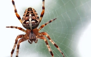 Garden spider in its web