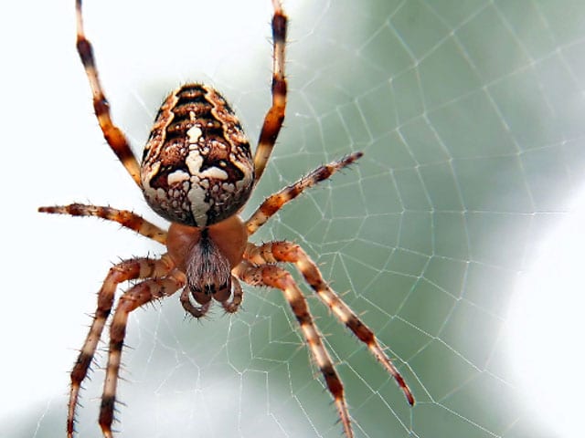 Common House Spider Pest Control Services