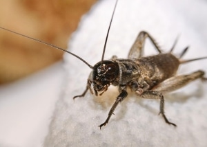 Close up of a cricket on a fabric surface