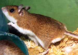 Deer mouse in a pile of food