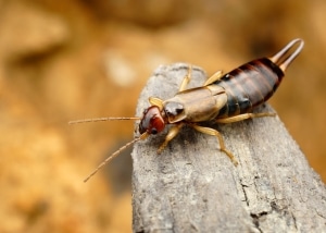 Earwig sitting on a piece of bark