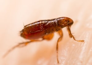 Close up of a Flea on human skin