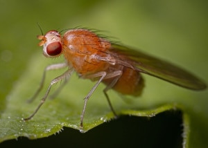 Fruit Fly perched on a green leaf