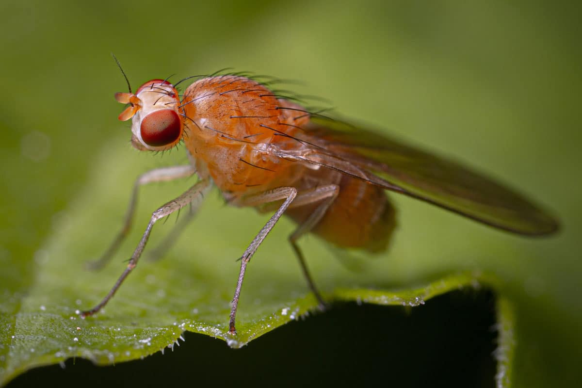 Fruit Fly perched on a green leaf