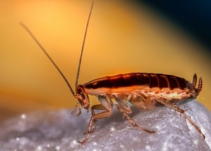 German cockroach perched on a stone