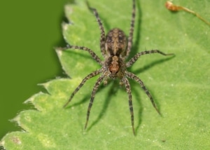 Hobo Spider on a green leaf