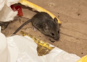 Mouse surrounded by trash and garbage