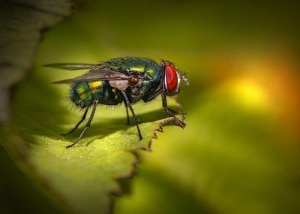 Common Housefly profile view sitting on a green leaf