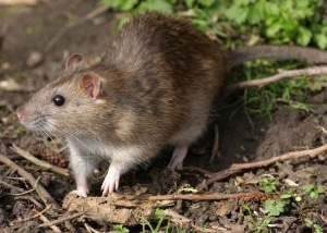 Norway Rat in wooded area