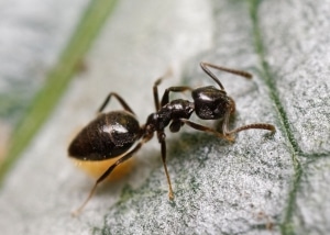 Single Odorous House Ant on a stone surface