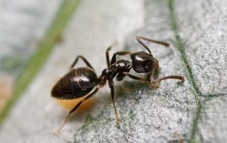 Single Odorous House Ant on a stone surface