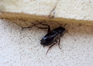 Oriental Cockroach on pavement steps