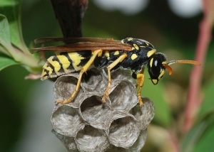 Paper wasp on top of a small nest being built