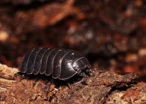 Pillbug crawling on a piece of bark