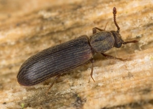 Powderpost beetle on a piece of wood