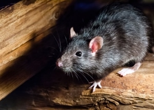 Roof Rat perched on wooden beam