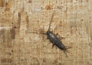 Silverfish bug on a piece of wood