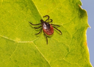 A Tick perched on a green leaf