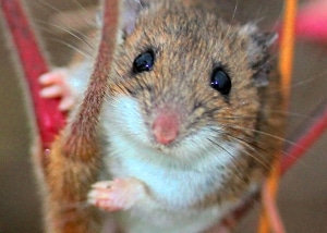 White footed mouse looking at the camera