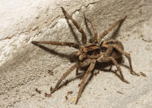 Wolf Spider hunting ants on a concrete surface