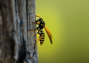 Yellow Jacket on the side of a tree