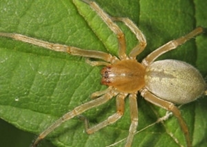 Yellow Sac Spider on a leaf